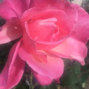 Meet your Posher, Kenneth